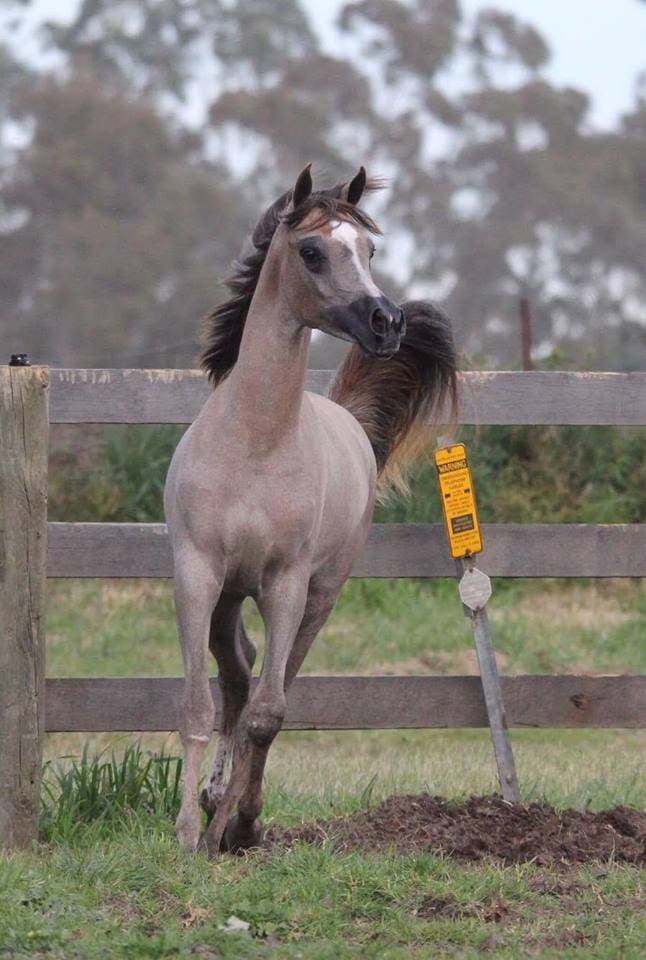 VP GALIANO (PSALOMAR US X VP GAMILEH)