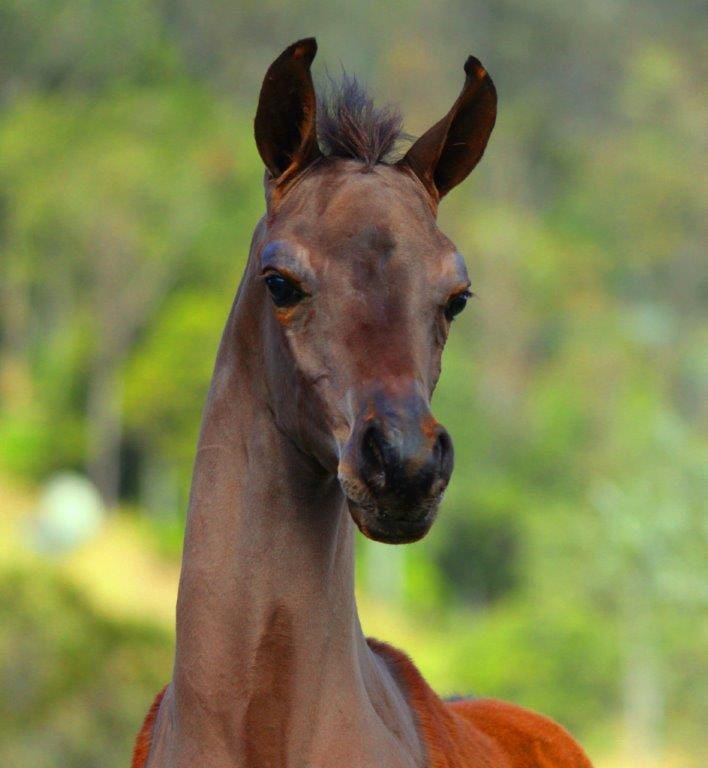 VP GULLYIAN (GAI EL JULLYIAN X VP GEISHA)