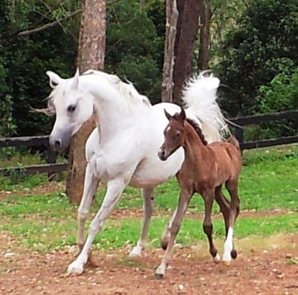 LILLY AND KALAHARI VP