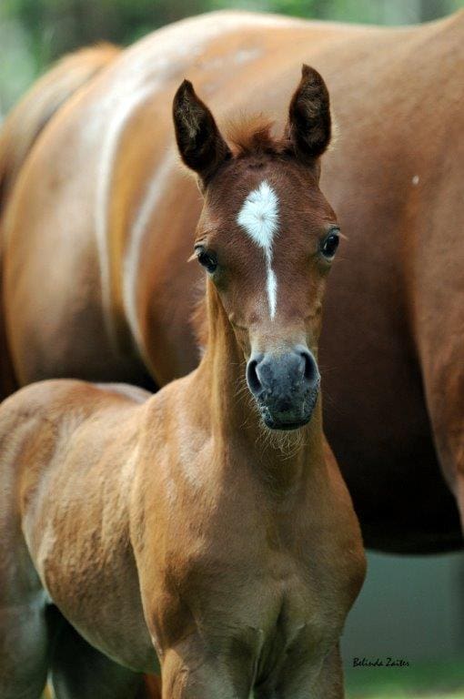 VP MARCHESSA (BARABAS NL X MILLERS PARK TAHLIA)