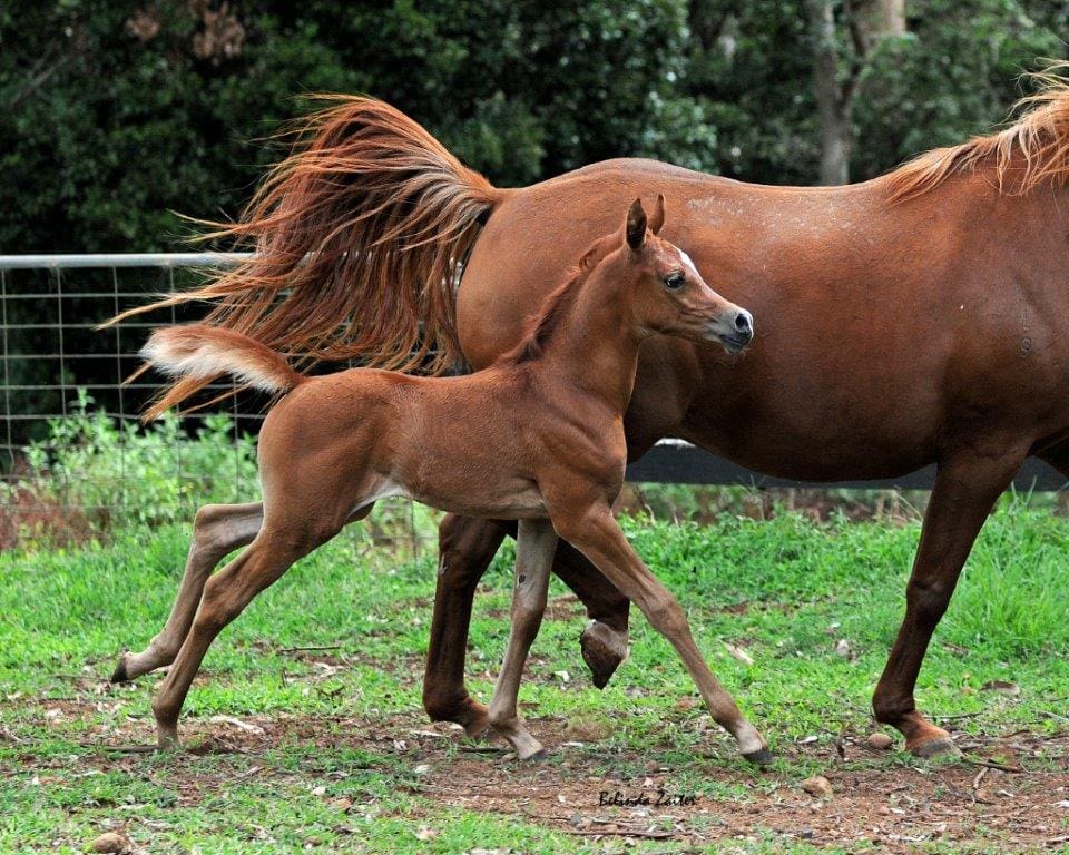 VP MARCHESSA (BARABAS NL X MILLERS PARK TAHLIA)