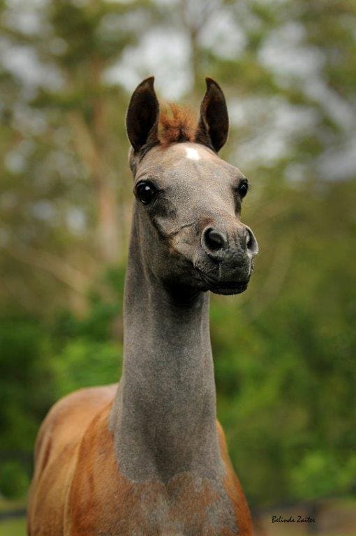 VP GULLYIAN (GAI EL JULLYIAN X VP GEISHA)