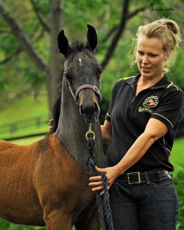 VP EMINENCE (GAI EL JULLYEN AHR X VP ELATION