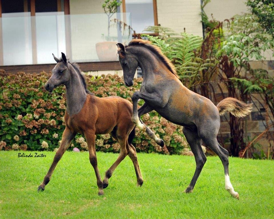 VP EMINENCE (LEFT) AND VP KALAHARI (RIGHT) PLAYTIME!!