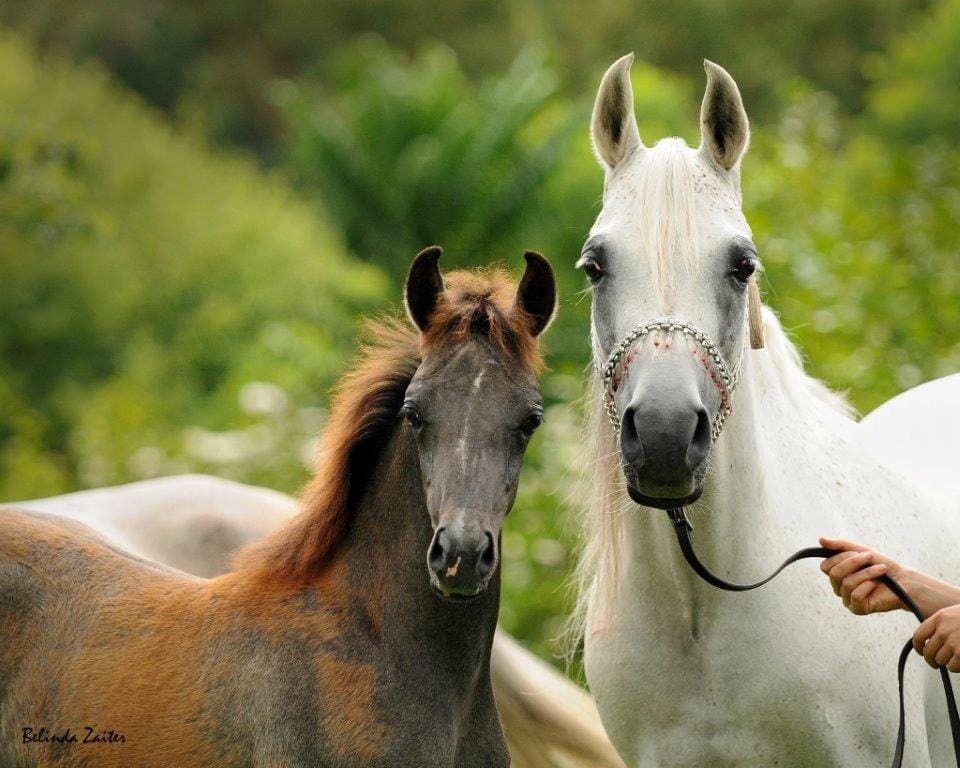 VP KALAHARI (BOTSWANA AHR X JUDALS KISS OF JAMAAL)