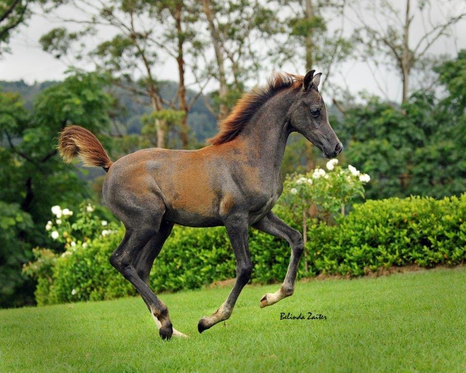 VP KALAHARI (BOTSWANA AHR X JUDALS KISS OF JAMAAL)