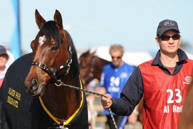 VP NICKOLAI (BARABAS NL X HARMONY HILL NINA) - FEI **