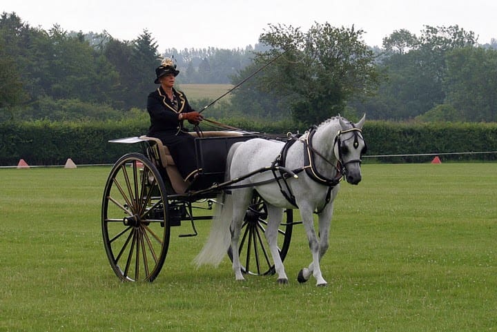 ELUSTARIUS WINNING AGAINST OPEN BREEDS IN BRITISH DRIVING SOCIETY CLASSES
