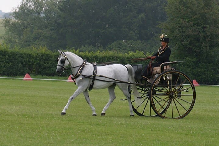 ELUSTARIUS WINNING AGAINST OPEN BREEDS IN BRITISH DRIVING SOCIETY CLASSES