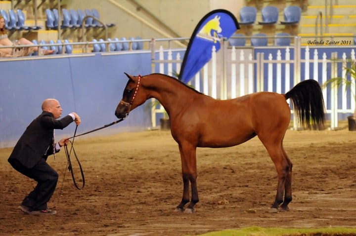 VP GAMILEH- TOP 5 (PHOTO CREDIT BELINDA ZAITER)