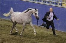 JUDALS KISS OF JUMAAL- TOP 5 (PHOTO CREDIT JESS WILSON)